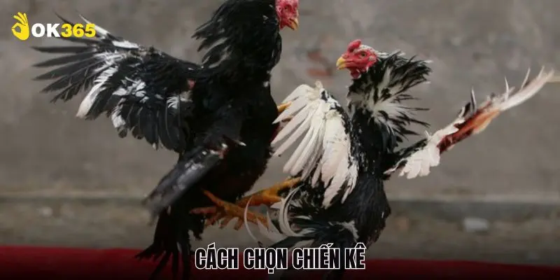 Cách Chọn Chiến Kê