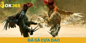 Đá Gà Cựa Dao