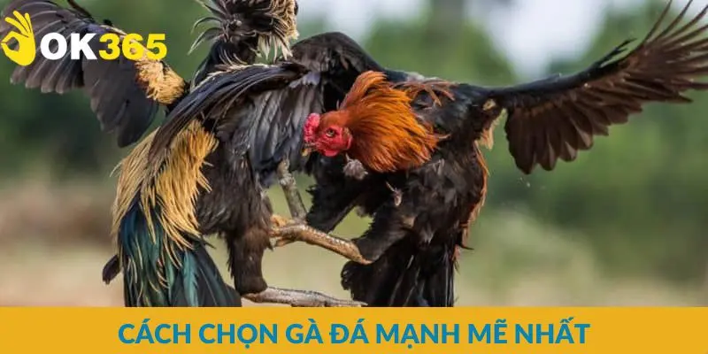Cách chọn gà đá mạnh mẽ nhất