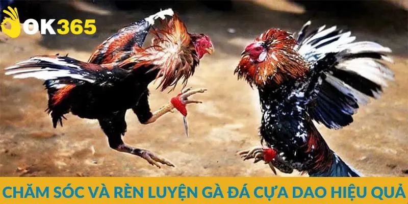 Chăm sóc và rèn luyện gà đá cựa dao hiệu quả
