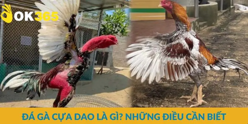 Đá gà cựa dao là gì? Những điều cần biết