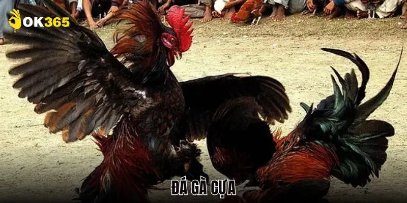 Đá Gà Cựa Sắt