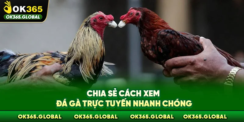 Chia sẻ cách xem đá gà trực tuyến nhanh chóng Chia sẻ cách xem đá gà trực tuyến nhanh chóng